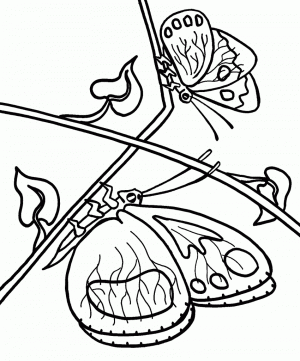 Ausmalbilder Schmetterling Pdf