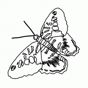 Ausmalbilder Schmetterling Zum Drucken