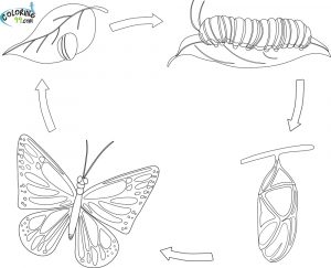 Schmetterling Ausmalbilder Kostenlos