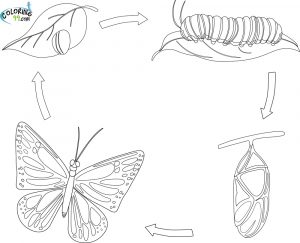 Schmetterling Ausmalbilder Kostenlos