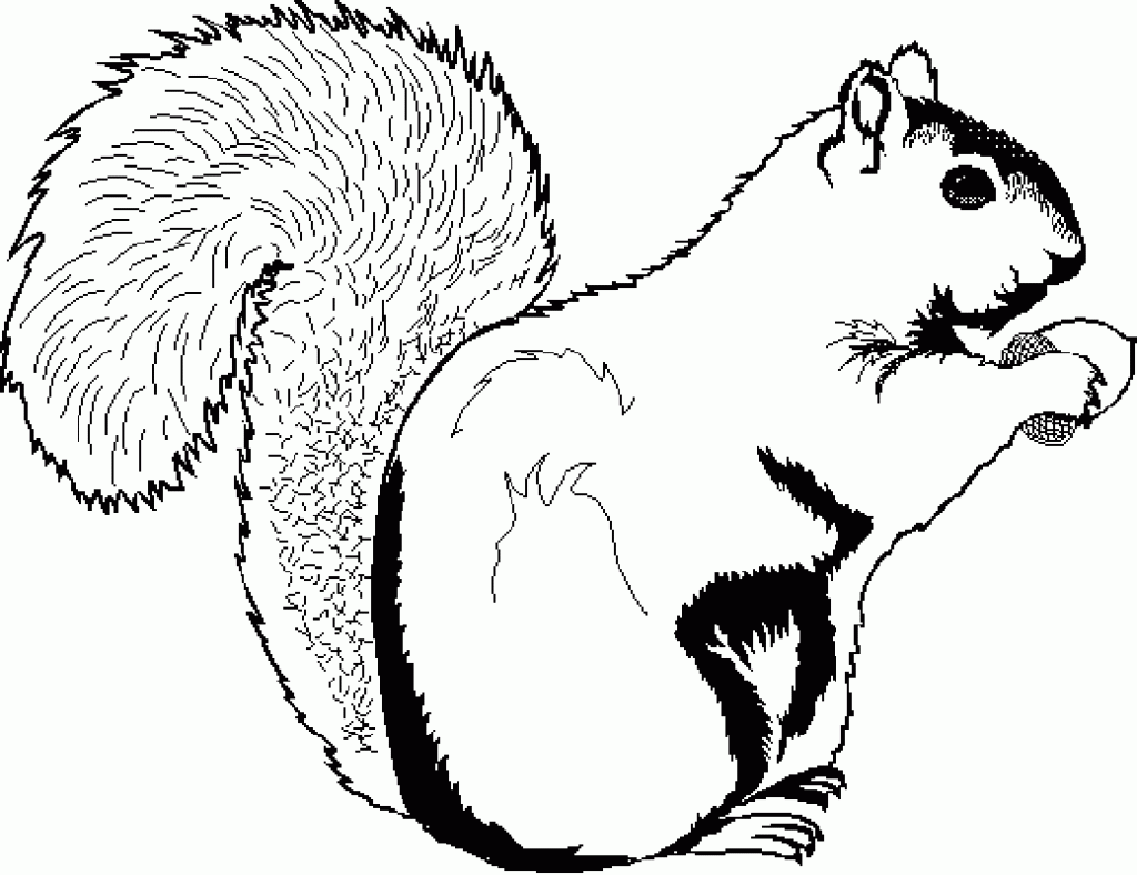 Eichhörnchen Ausmalbilder Pdf Kostenlos 4 Ausmalbilder Eichhörnchen Mit Nuss