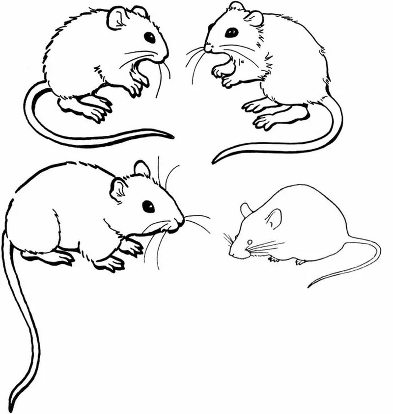 malvorlagen maus kostenlos
