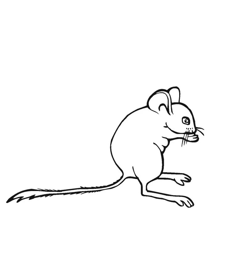 maus ausmalbild einfach