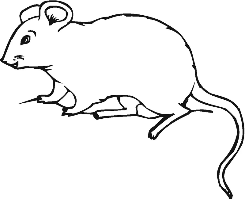 maus malvorlagen zum ausdrucken
